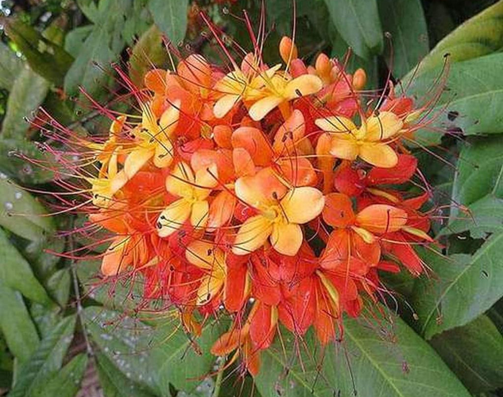 ashoka flowers on its tree